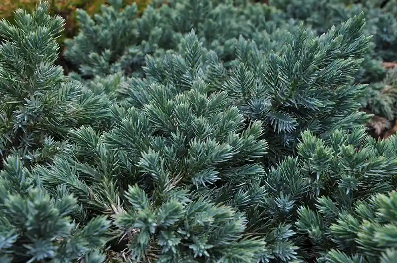 Blue Star Juniper Bonsai