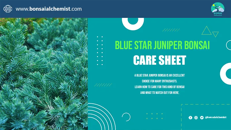 Blue Star Juniper Bonsai