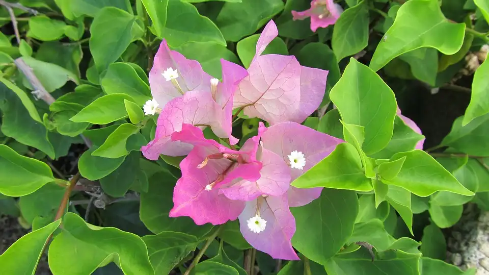 Bougainvillea Peruviana Care