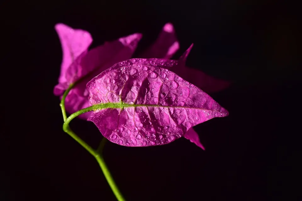 Can You Grow Bougainvillea Bonsais Indoors