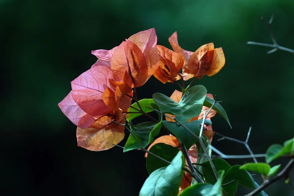 Can You Grow Bougainvillea Bonsais Indoors