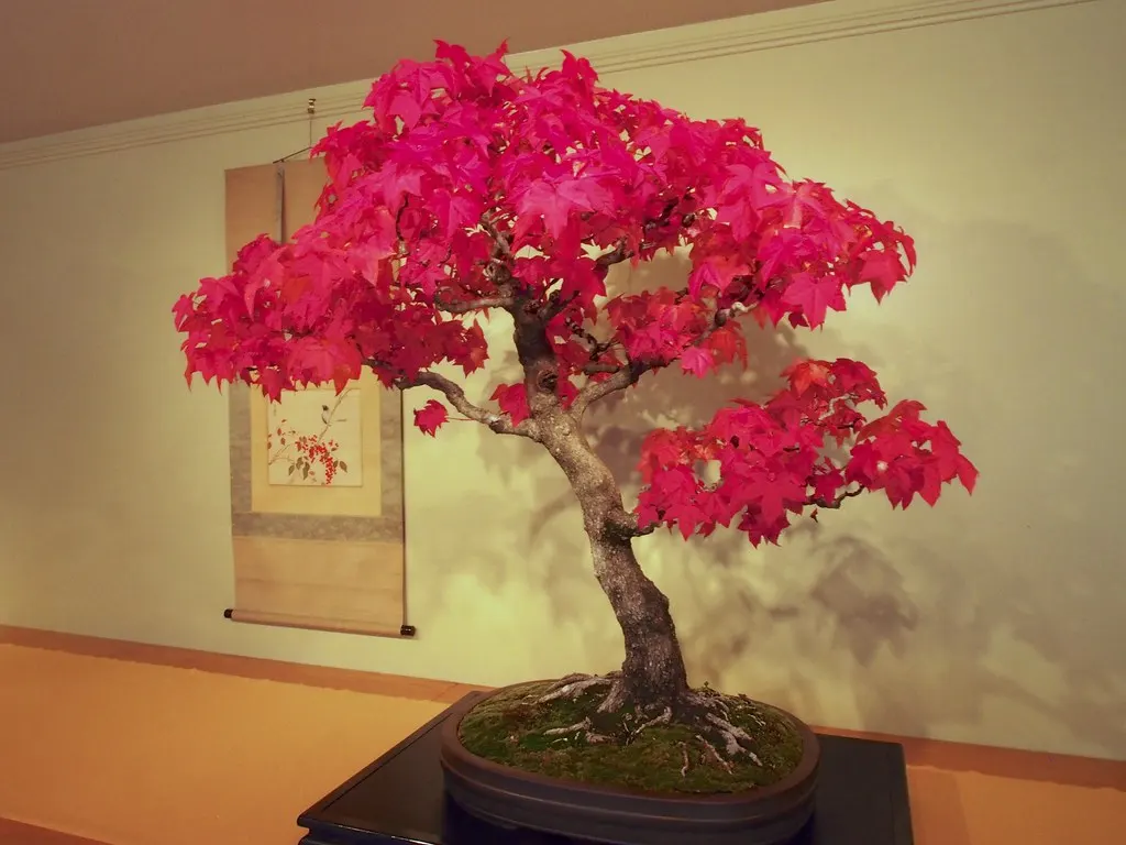 Choosing the Right Pot for your Bougainvillea Bonsai