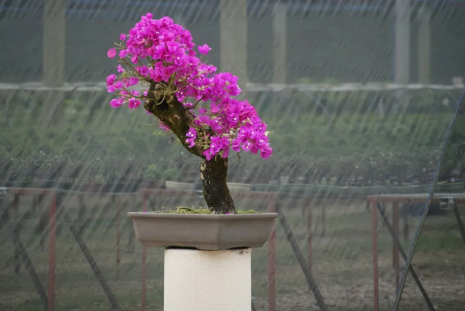 Choosing the Right Pot for your Bougainvillea Bonsai