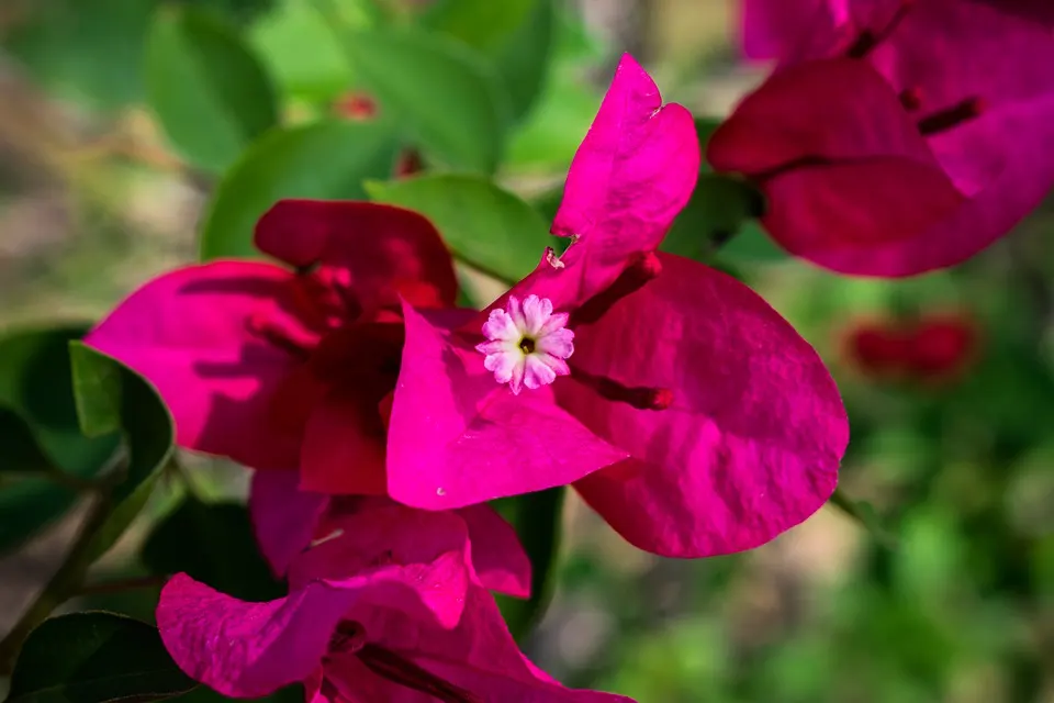 How Many Bougainvillea Species Varieties Are There