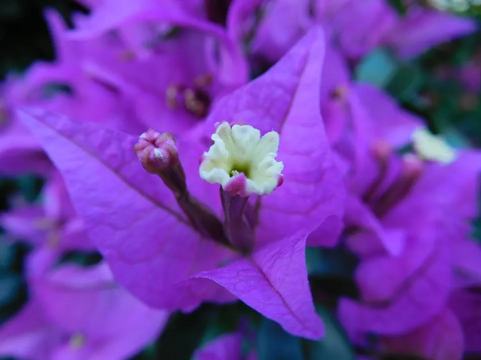 How Many Bougainvillea Species Varieties Are There