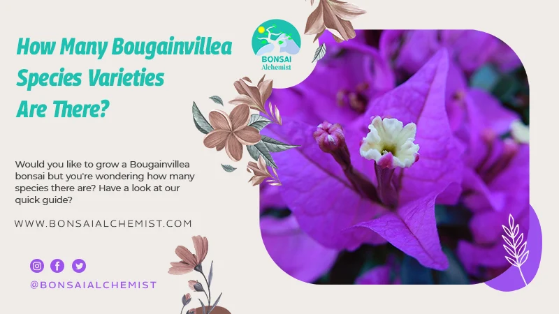 How Many Bougainvillea Species Varieties Are There