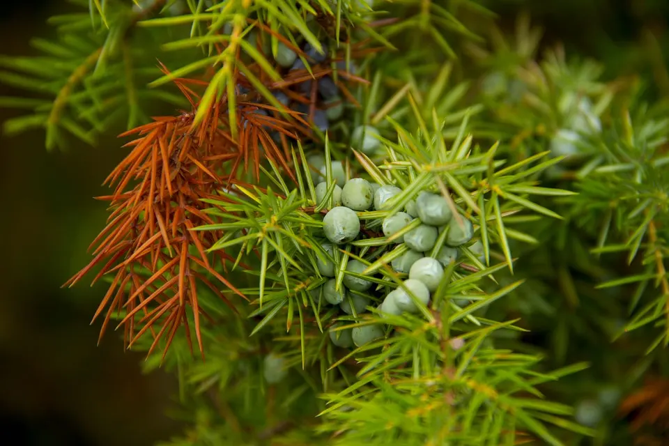 How Much Sunlight Does a Juniper Bonsai Need