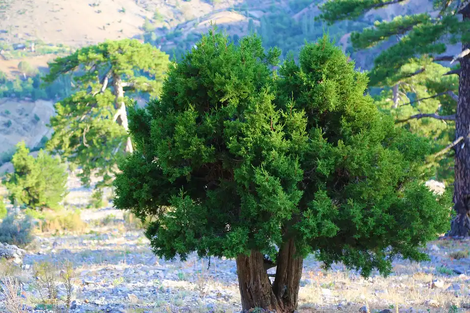 How Much Sunlight Does a Juniper Bonsai Need