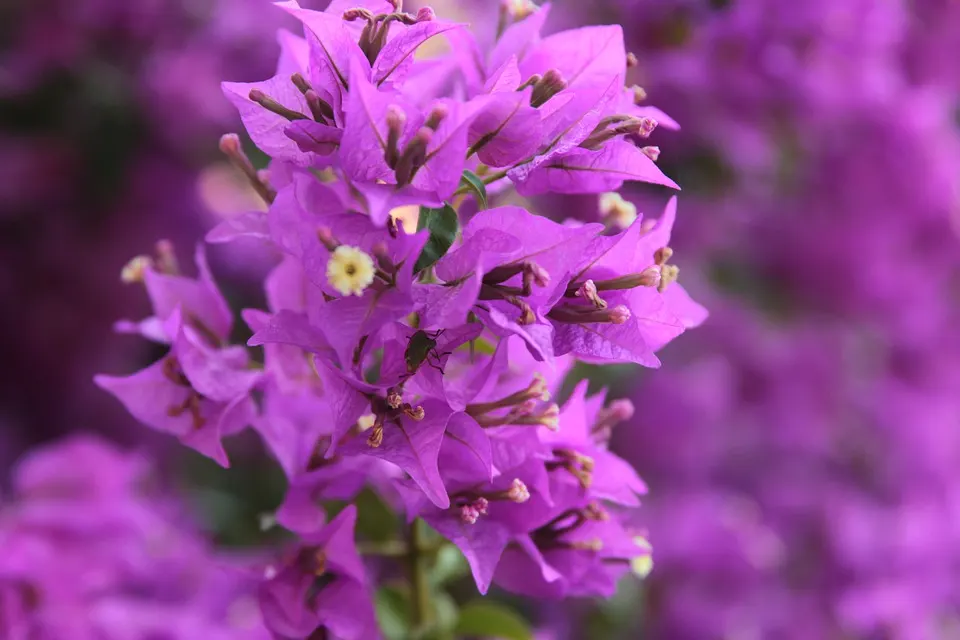 How to Get the Best out of Bougainvilleas’ Blooming Season