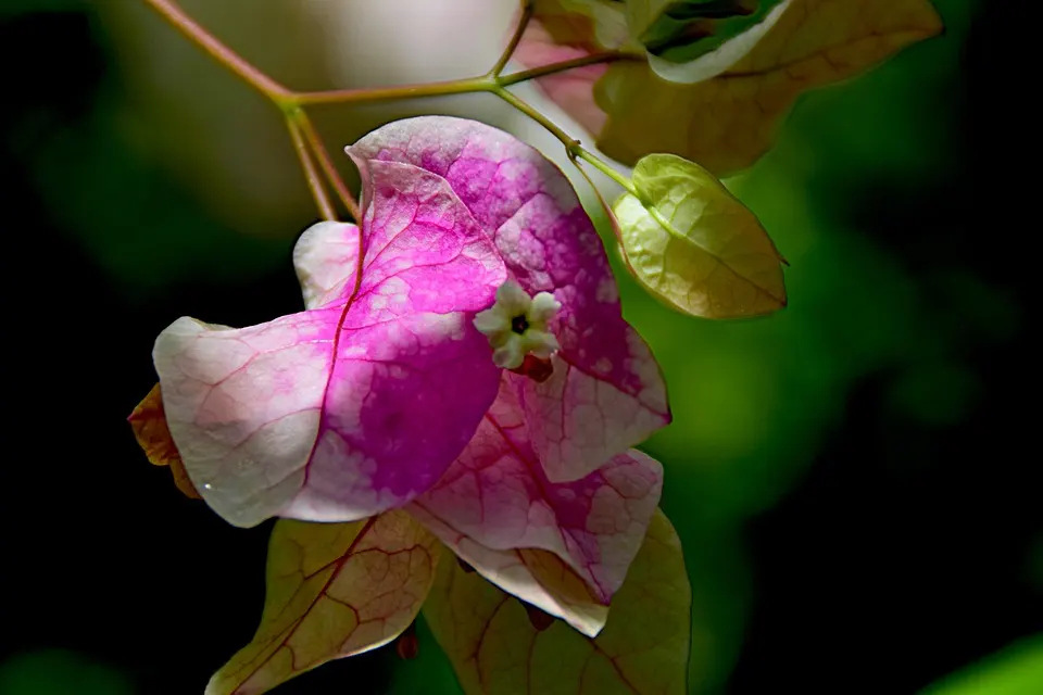 How to Get the Best out of Bougainvilleas’ Blooming Season