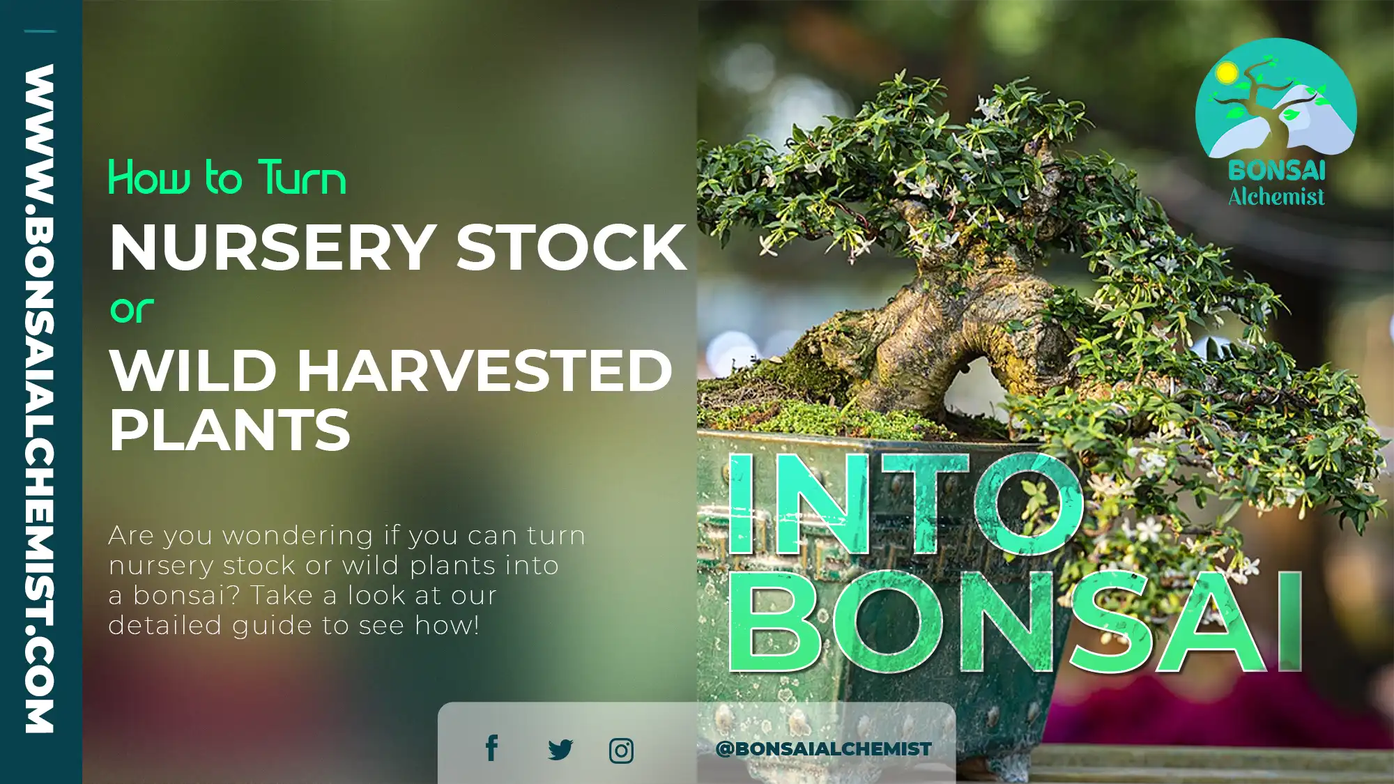 How to Turn Nursery Stock or Wild Harvested Plants Into Bonsai