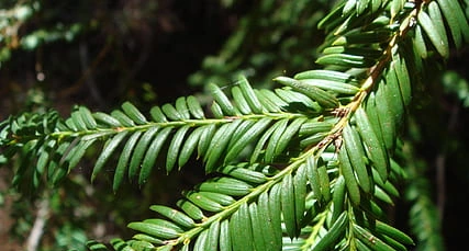 Identify a Japanese Yew