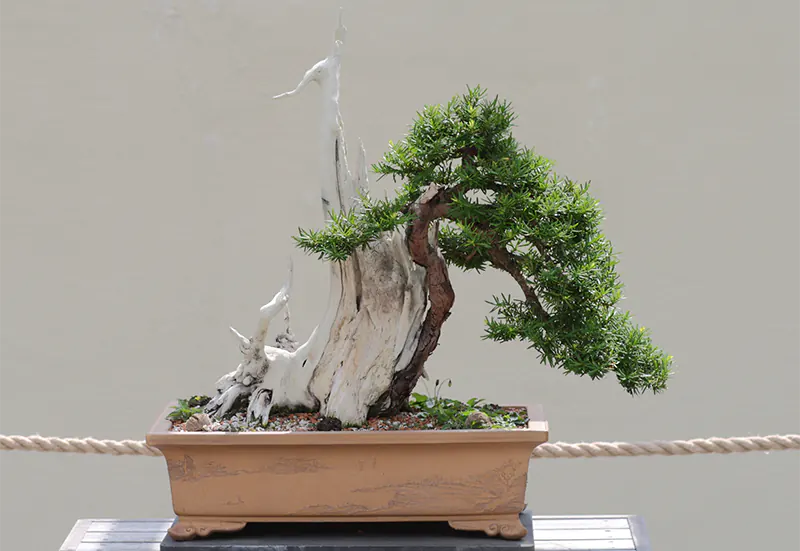 Japanese Yew Bonsai Pests and Diseases Guide