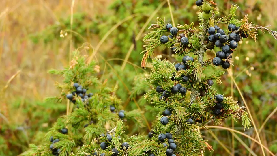 Juniper identification