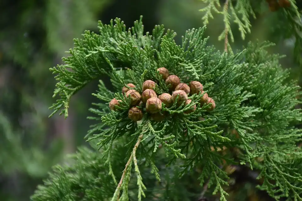 Juniper identification