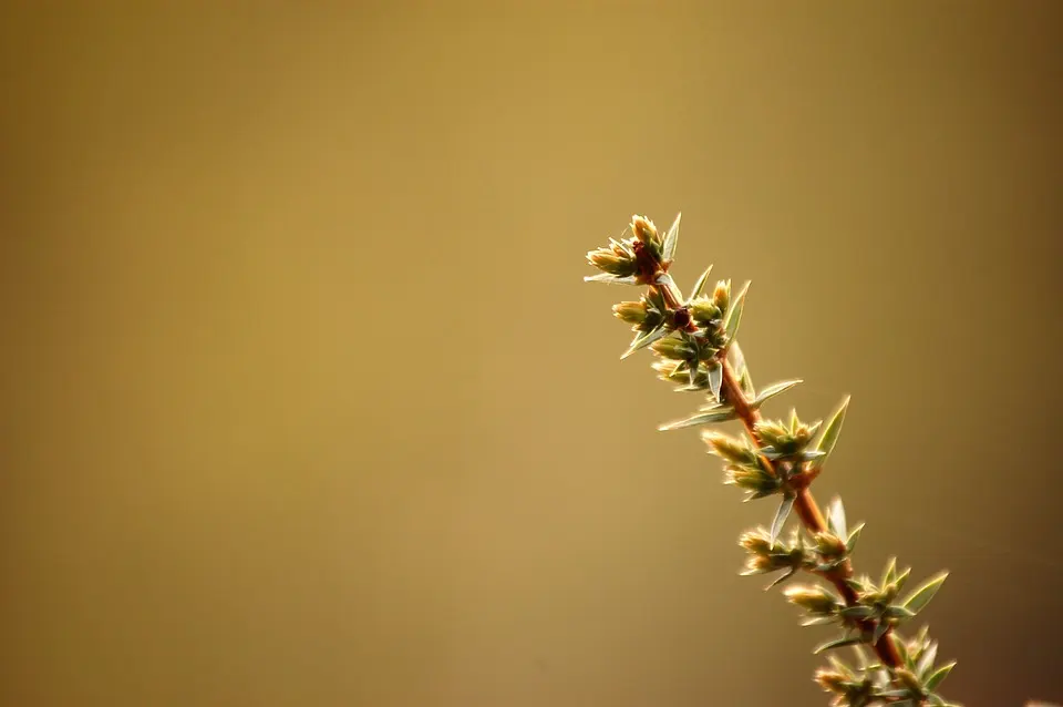 How To Care For Juniper Roots and Why It Matters