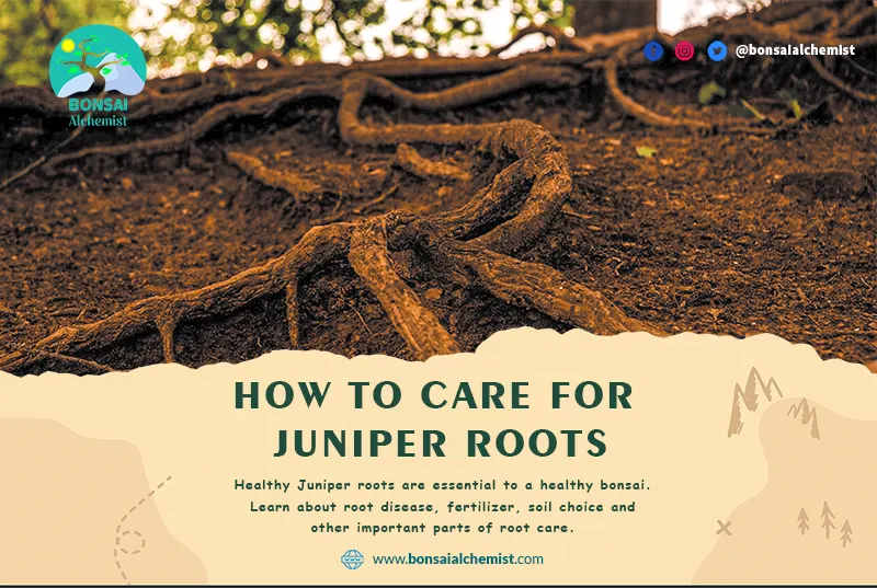 Juniper roots