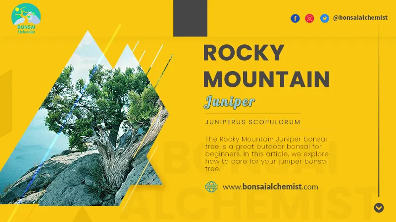 Rocky mountain juniper bonsai