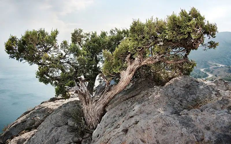 Rocky mountain juniper bonsai