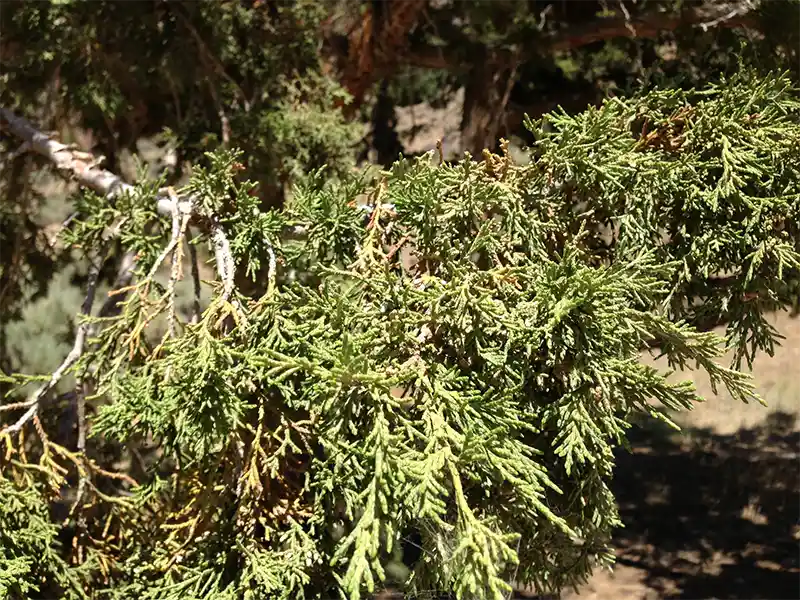 Rocky mountain juniper bonsai