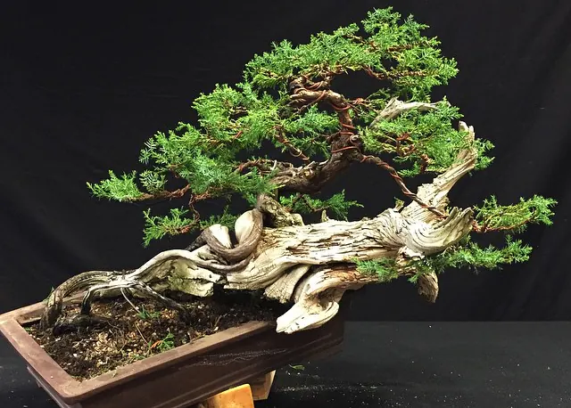 Rocky mountain juniper bonsai