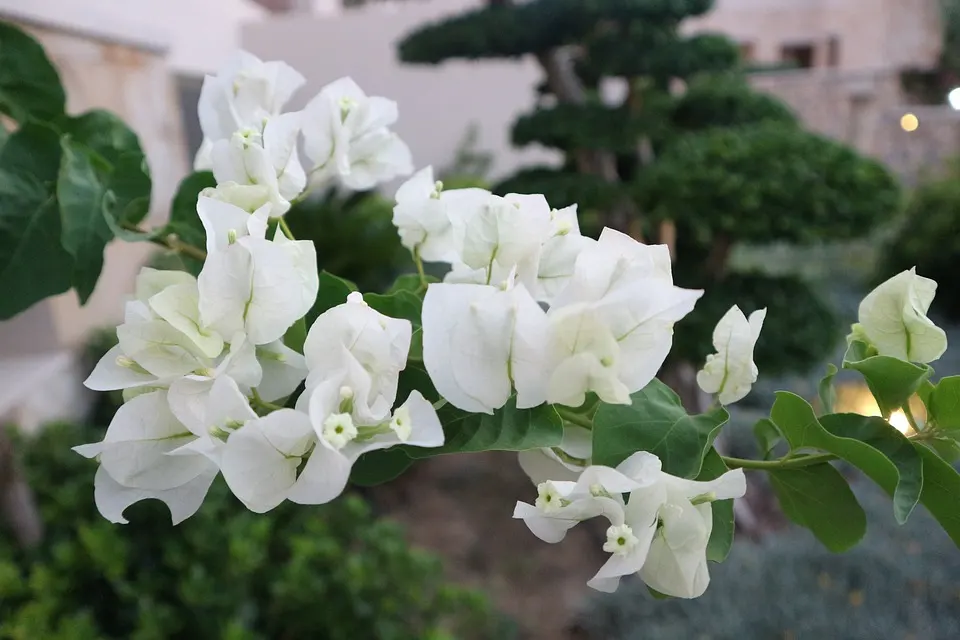 The Best Soil for Bougainvillea Bonsai