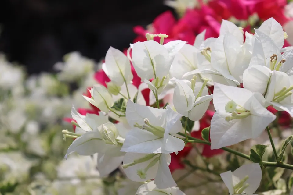 The Best Soil for Bougainvillea Bonsai