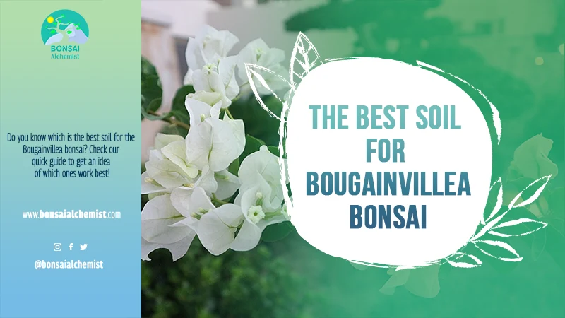 The Best Soil for Bougainvillea Bonsai