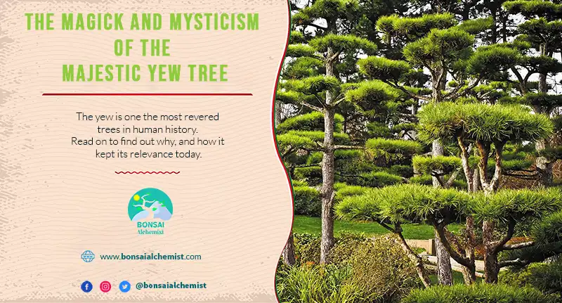 The Magick and Mysticism of the Majestic Yew Tree