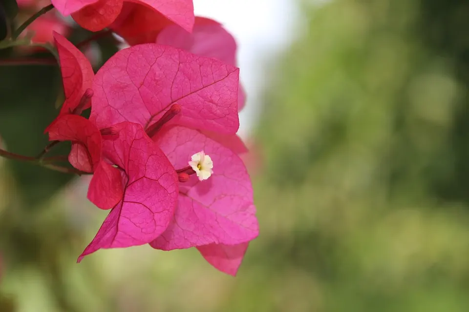The meaning of the Bougainvillea bonsai