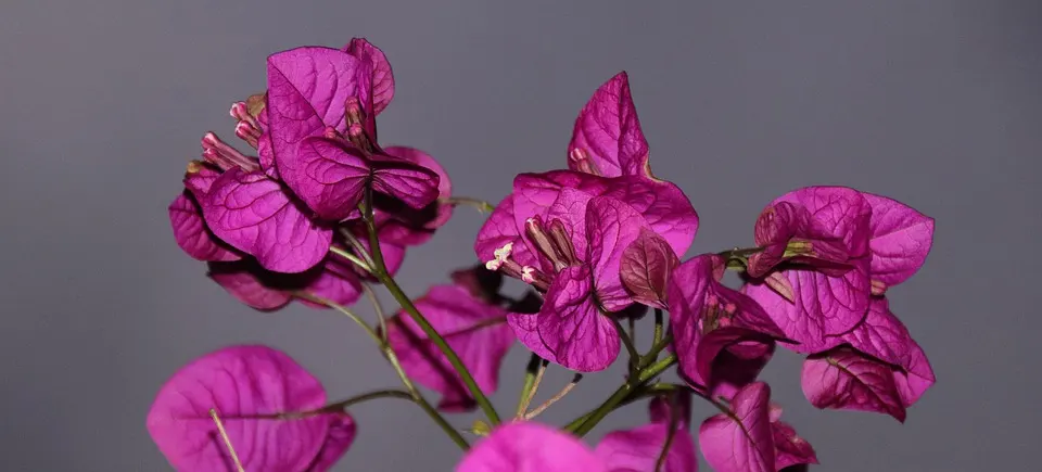 The meaning of the Bougainvillea bonsai