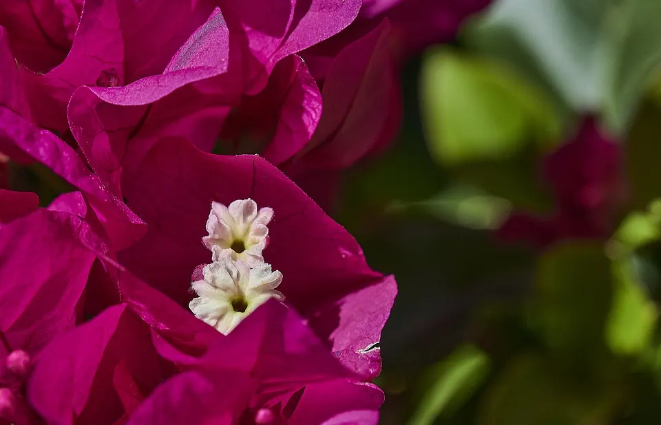 What Bug is Eating my Bougainvillea