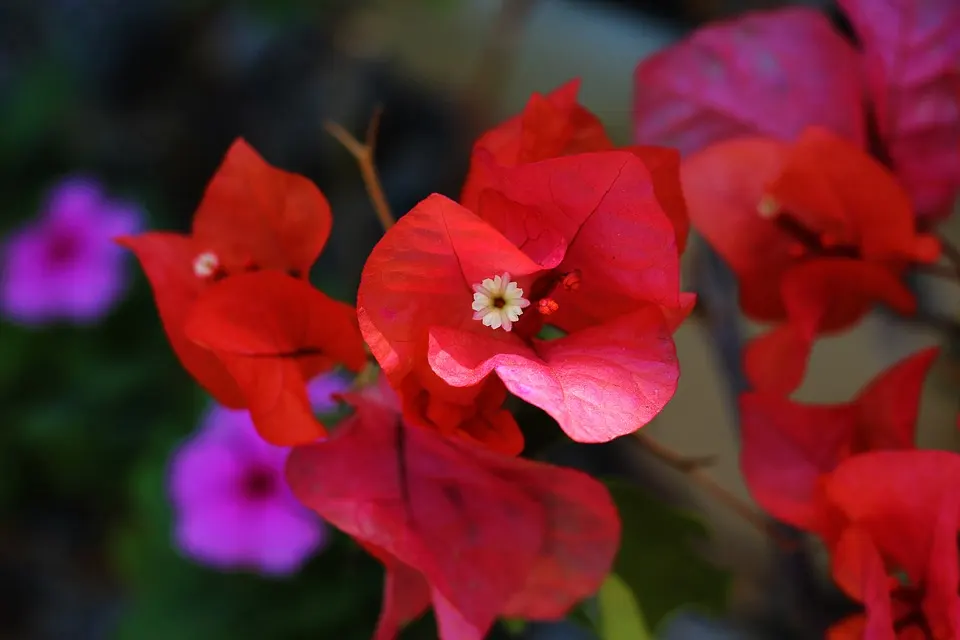 What Bug is Eating my Bougainvillea