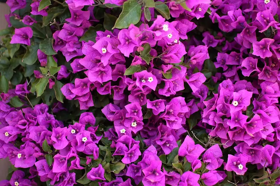 What Bug is Eating my Bougainvillea