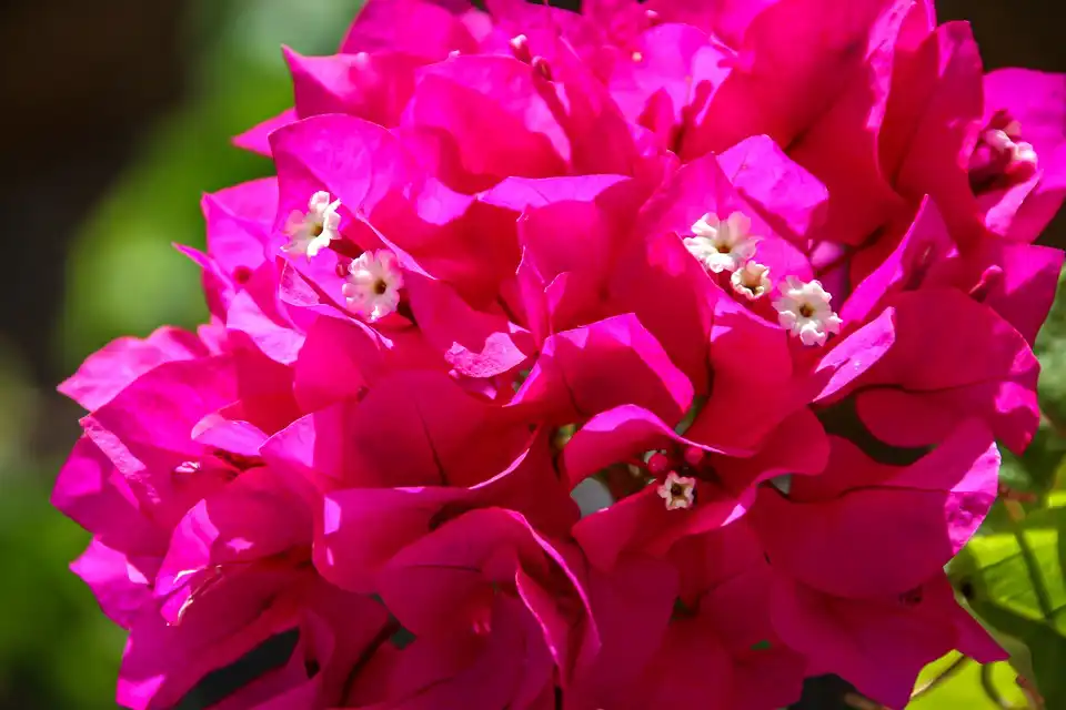 What Bug is Eating my Bougainvillea