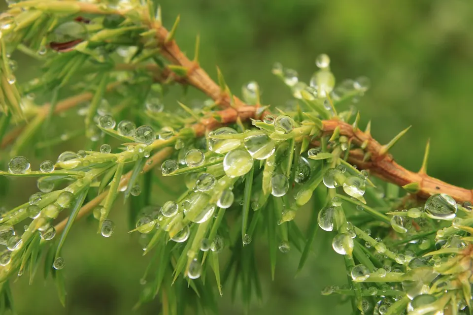 What Do Juniper Leaves Look Like