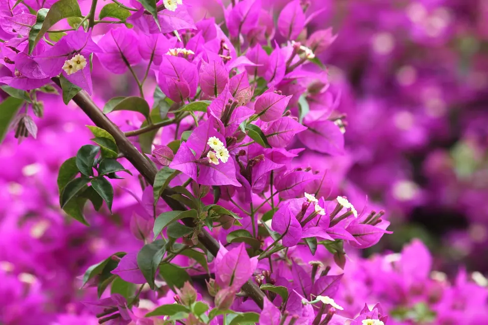 What To Expect During The Bougainvillea Flowering Season