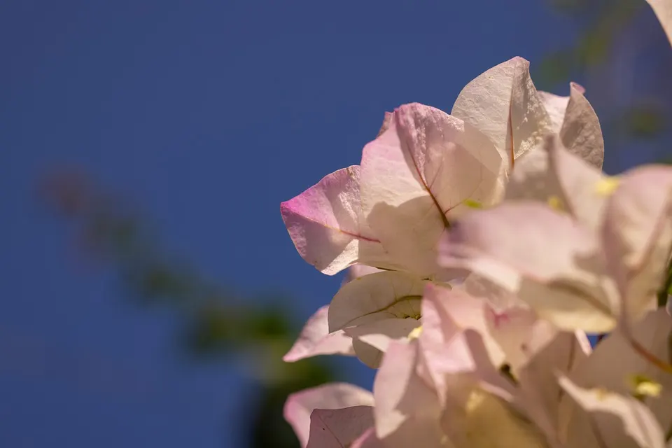 What To Expect During The Bougainvillea Flowering Season