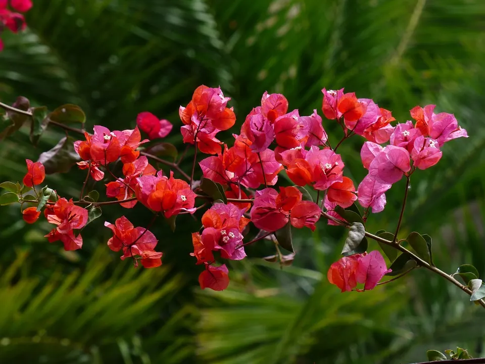 What To Expect During The Bougainvillea Flowering Season