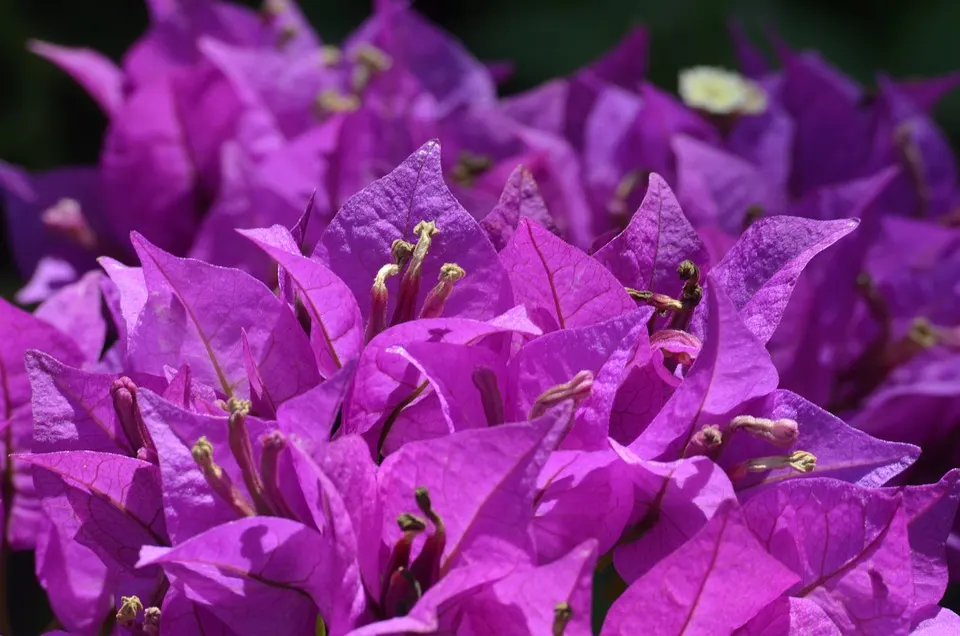 What To Expect During The Bougainvillea Flowering Season