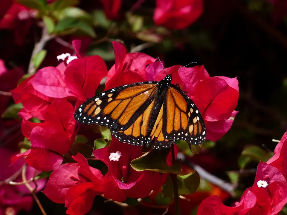 What To Expect During The Bougainvillea Flowering Season