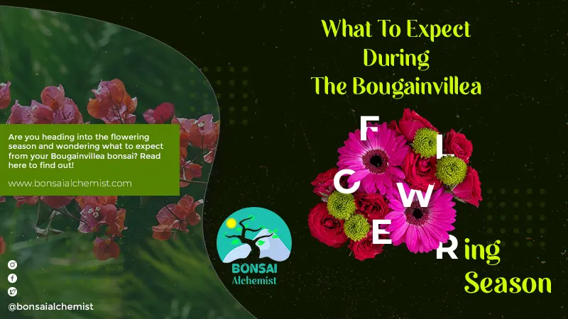 What To Expect During The Bougainvillea Flowering Season