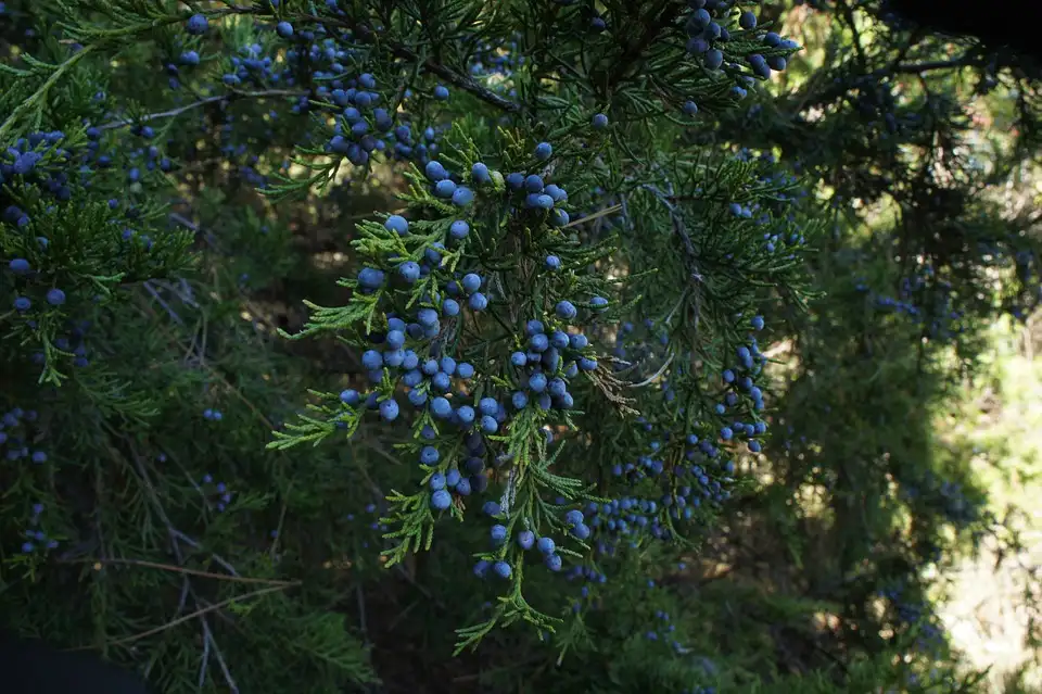 What is The Best Juniper Bonsai Soil