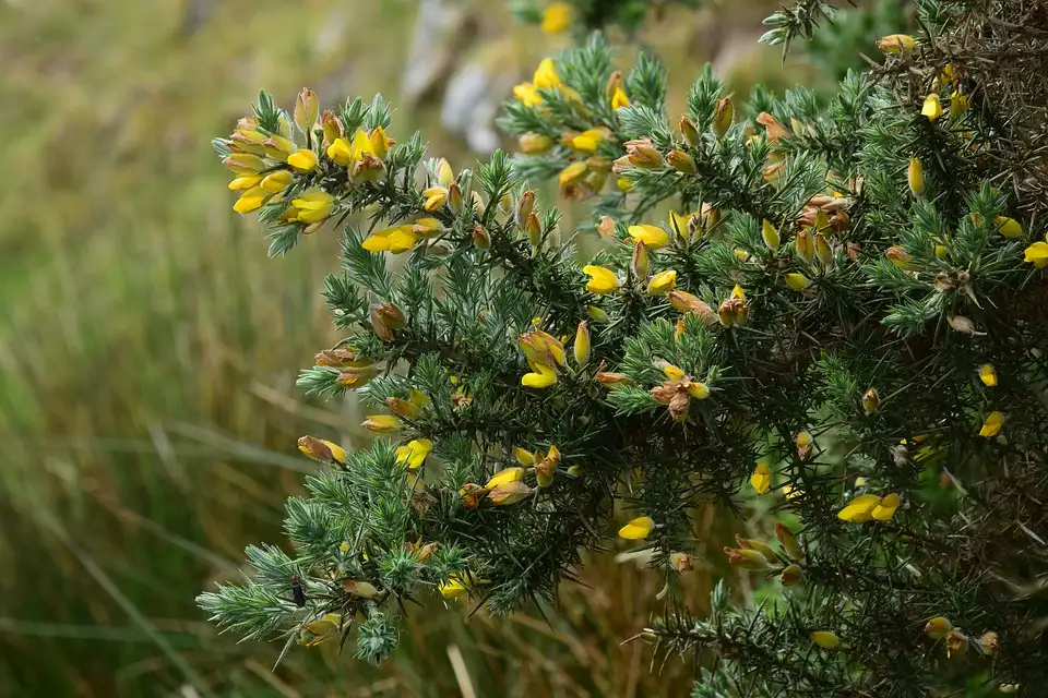 What is The Best Juniper Bonsai Soil