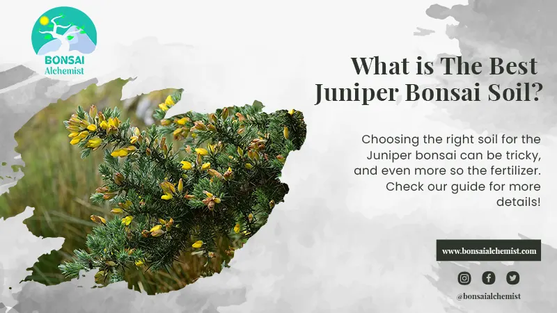 What is The Best Juniper Bonsai Soil