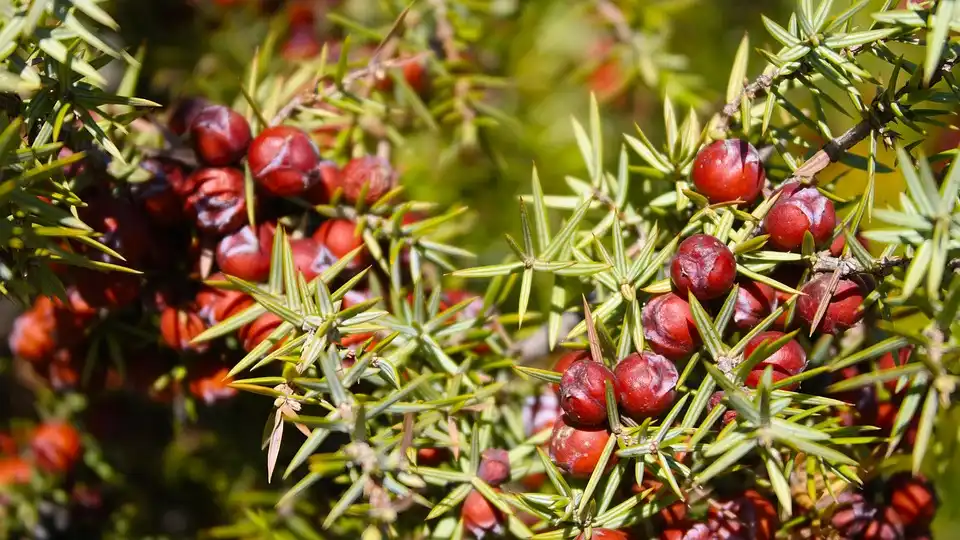 When is the Best Time for Planting Juniper Trees