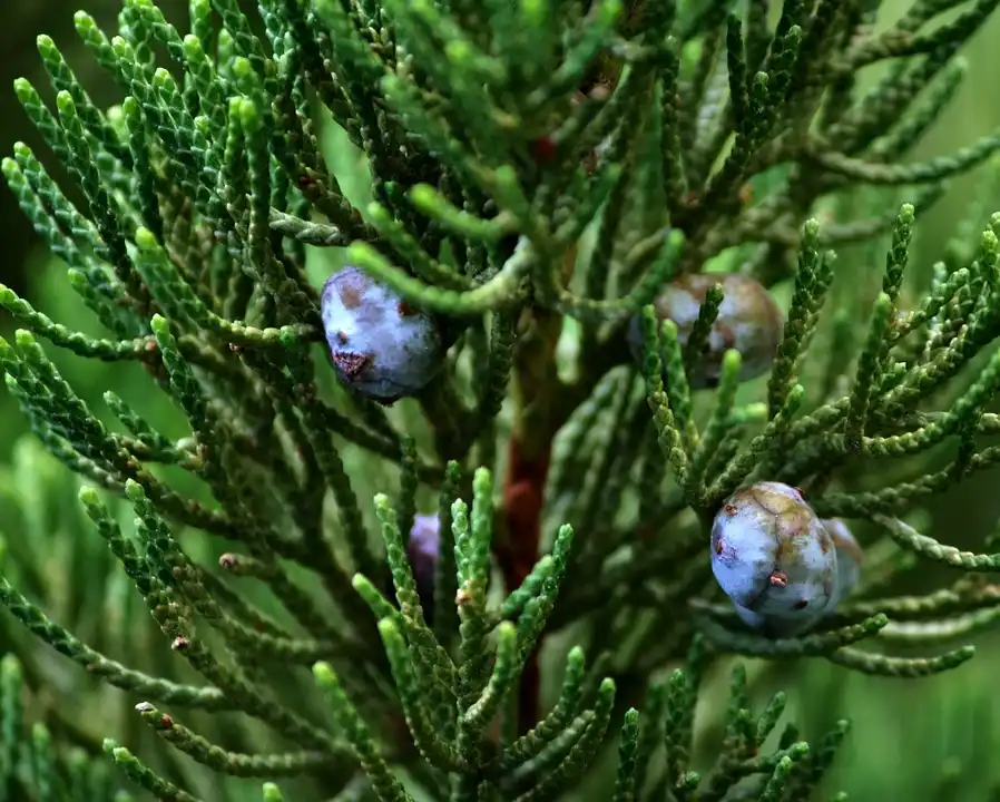 When is the Best Time for Planting Juniper Trees