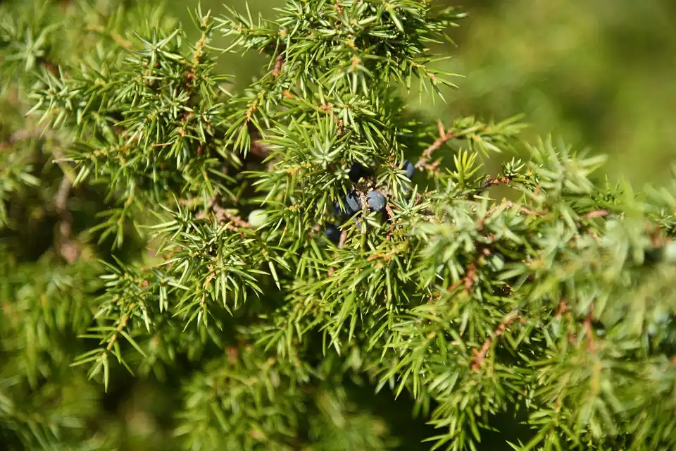 When is the Best Time for Planting Juniper Trees