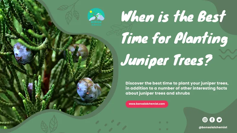 When is the Best Time for Planting Juniper Trees