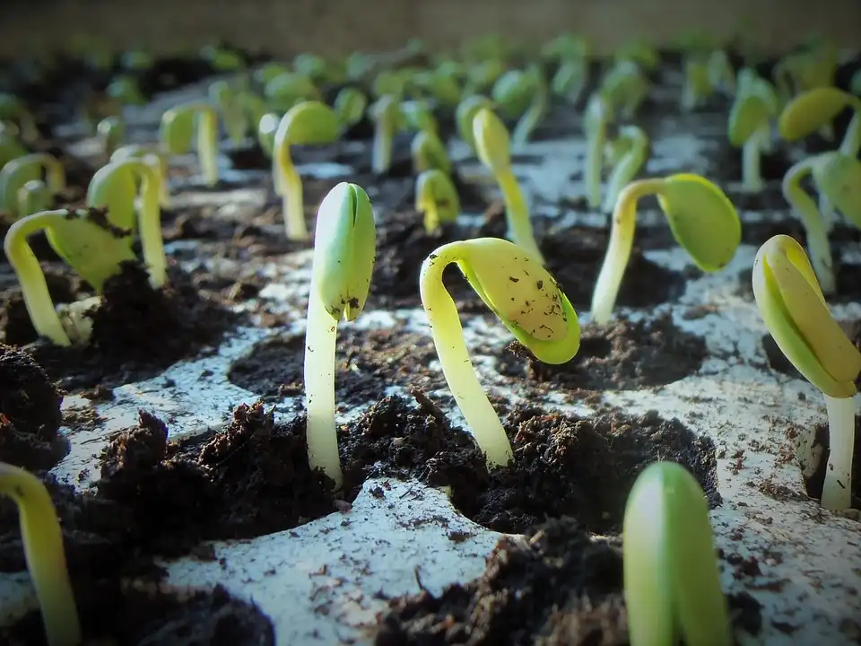 2 week old seedling